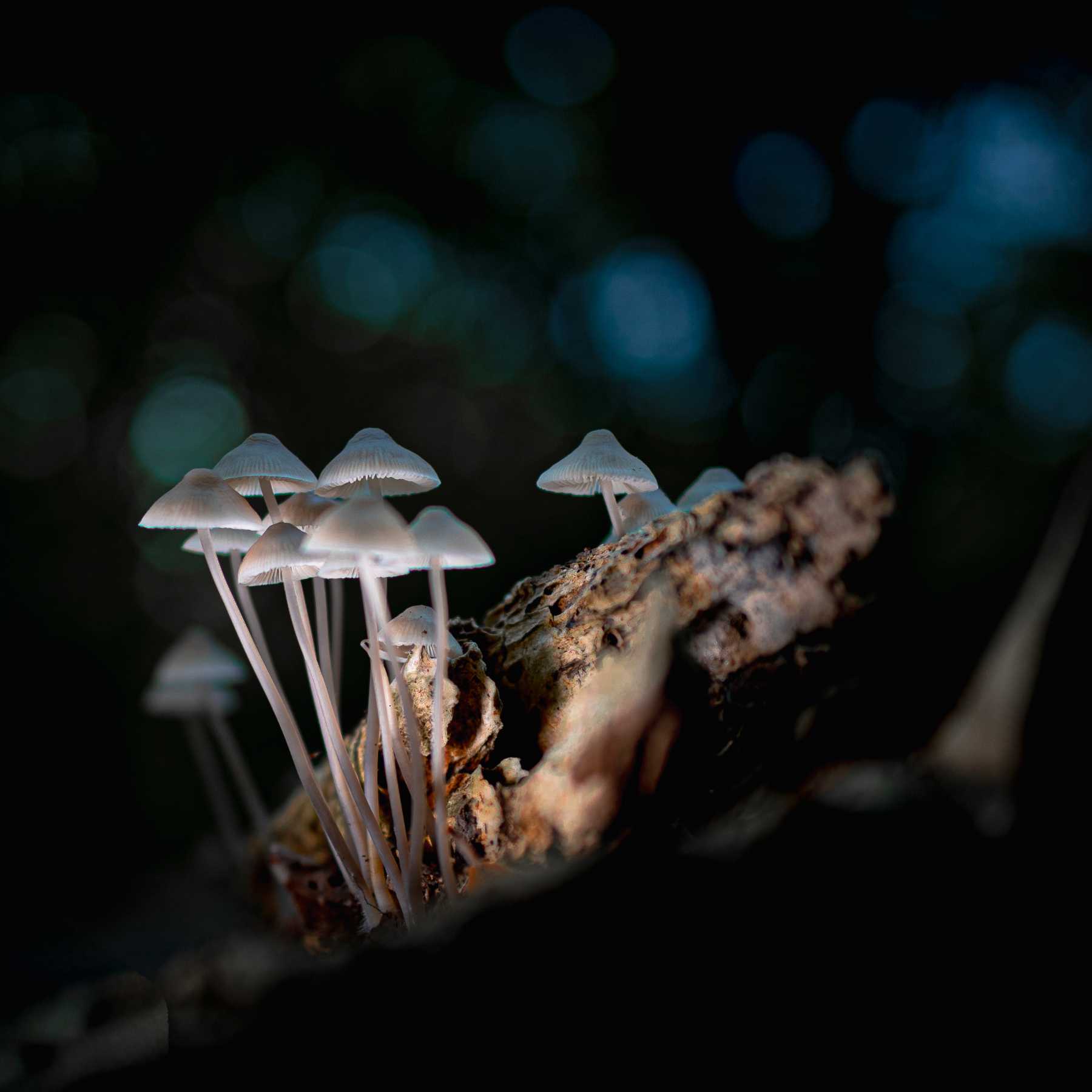 From Giant Towers to Space Travelers - The Future of Fungi