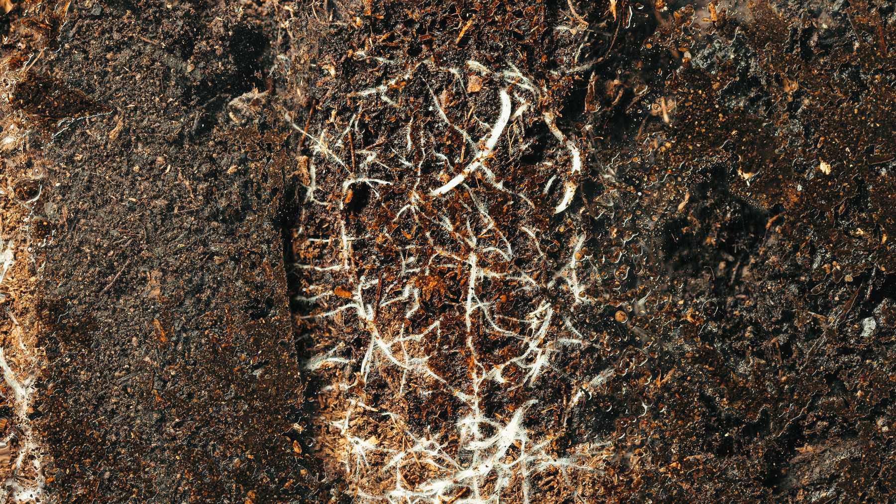 The Earth's Internet - The Secret Language of Mycelium