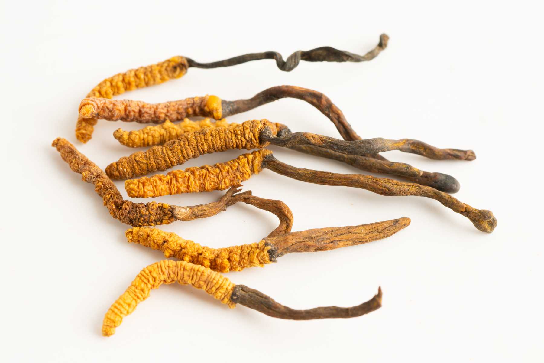 The Legend of the Caterpillar Fungus - A History of Cordyceps Sinensis