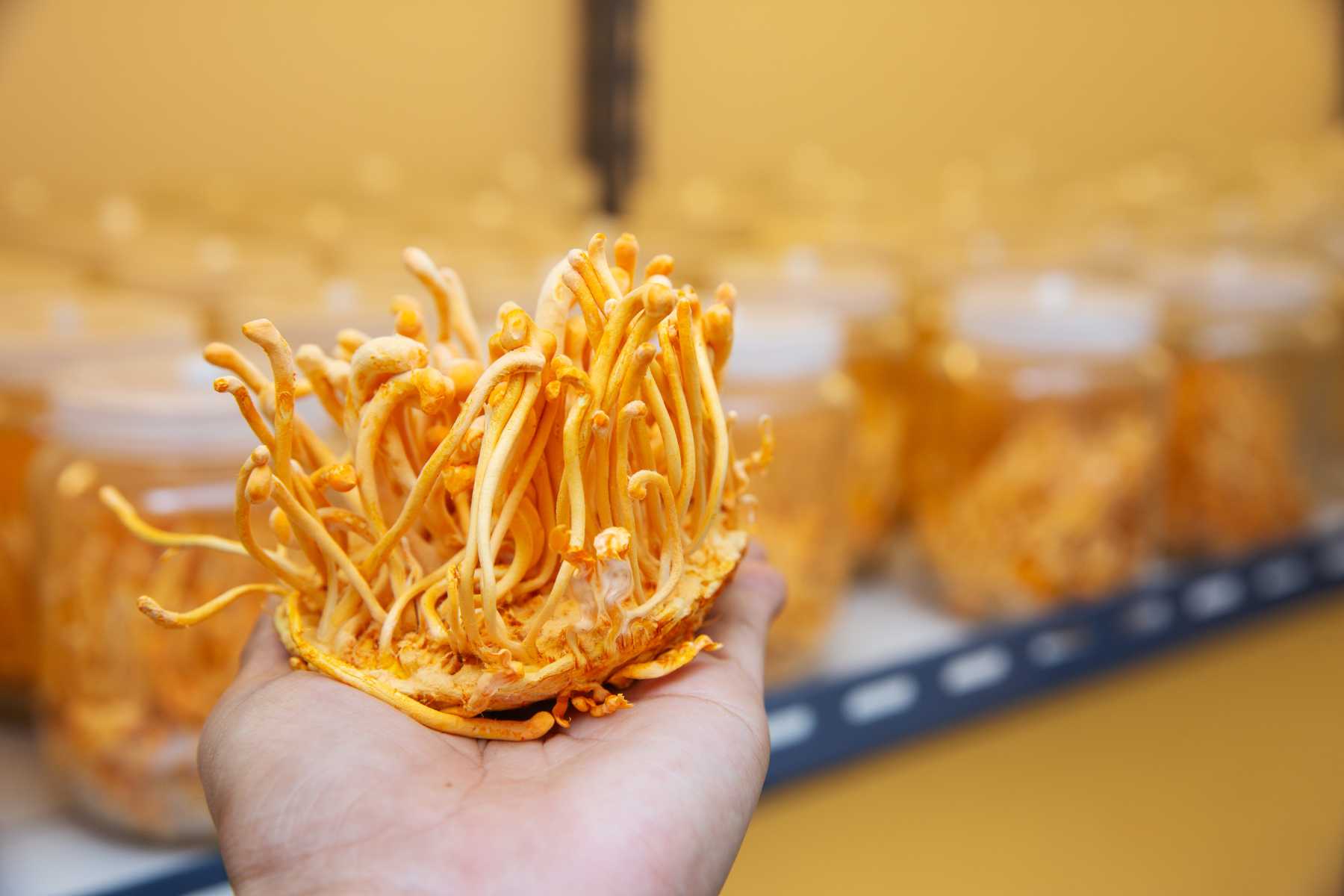 The Modern Revolution - How Cordyceps Militaris Changed Everything