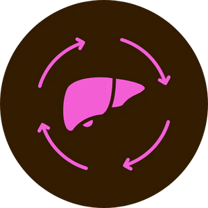 Liver pathway support