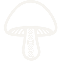 Top Full Spectrum mushrooms