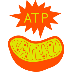 Cellular Energy Metabolism