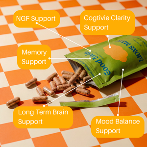The Brain  - Productivity & Brain Health Stack