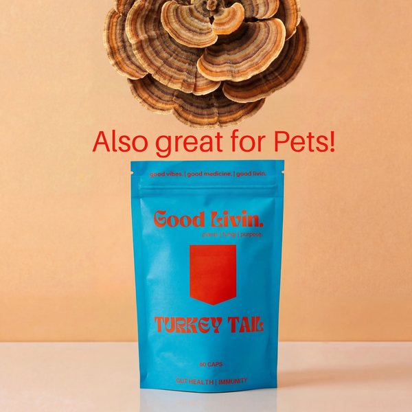 Turkey Tail  Immune + Gut Support